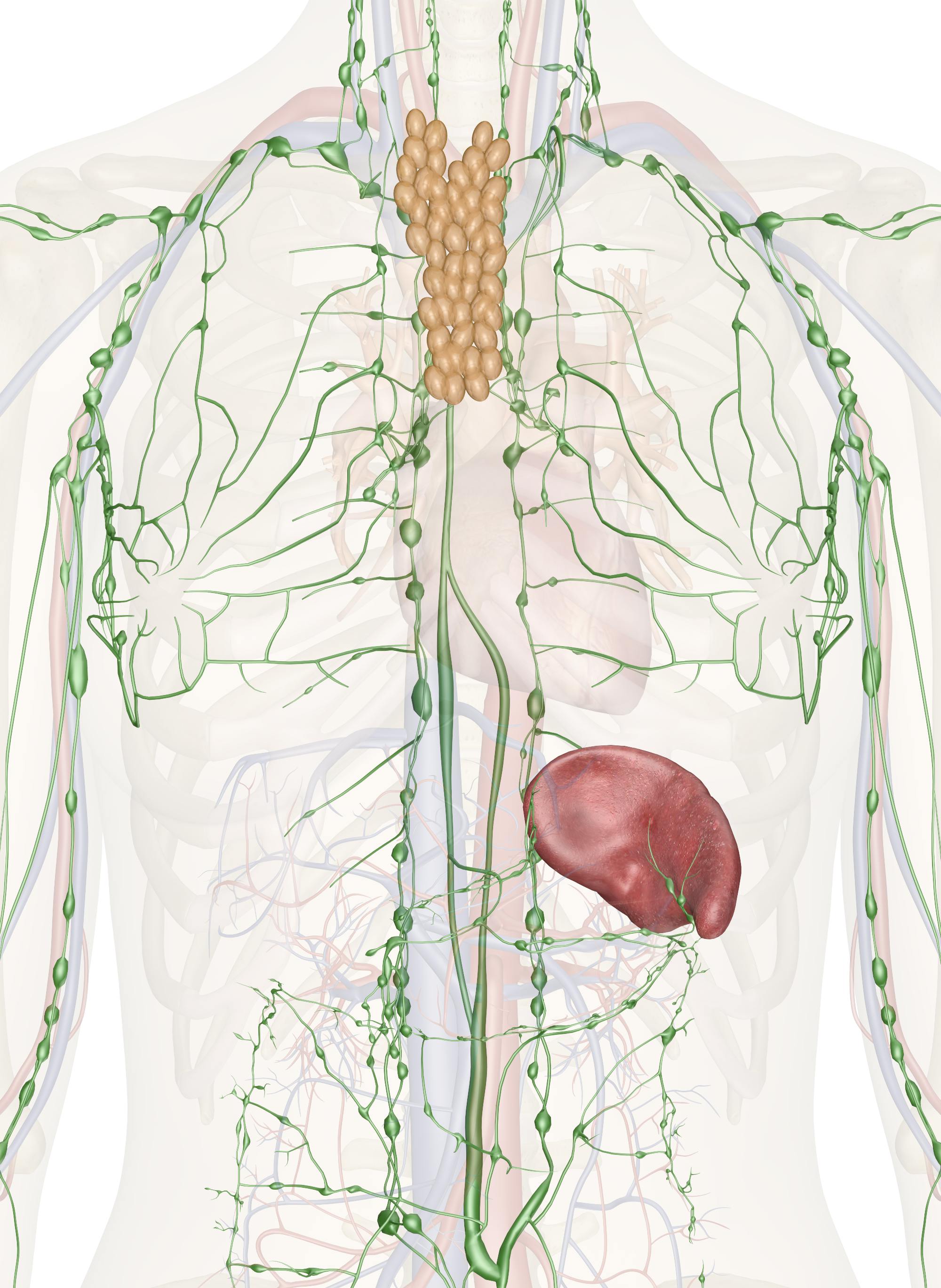 Immune and Lymphatic Systems of the Upper Torso