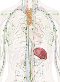 Immune and Lymphatic Systems of the Upper Torso