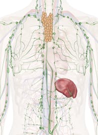 Immune and Lymphatic Systems of the Upper Torso