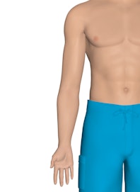 Integumentary System of the Arm and Hand (Male View)