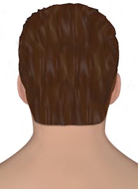 Integumentary System of the Head and Neck (Male Posterior View)