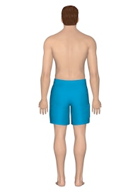 Integumentary System (Male Posterior View)