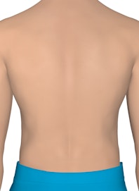 Integumentary System of the Upper Torso (Male Posterior View)