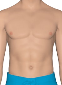 Integumentary System of the Upper Torso (Male View)