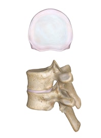 The Intervertebral Discs