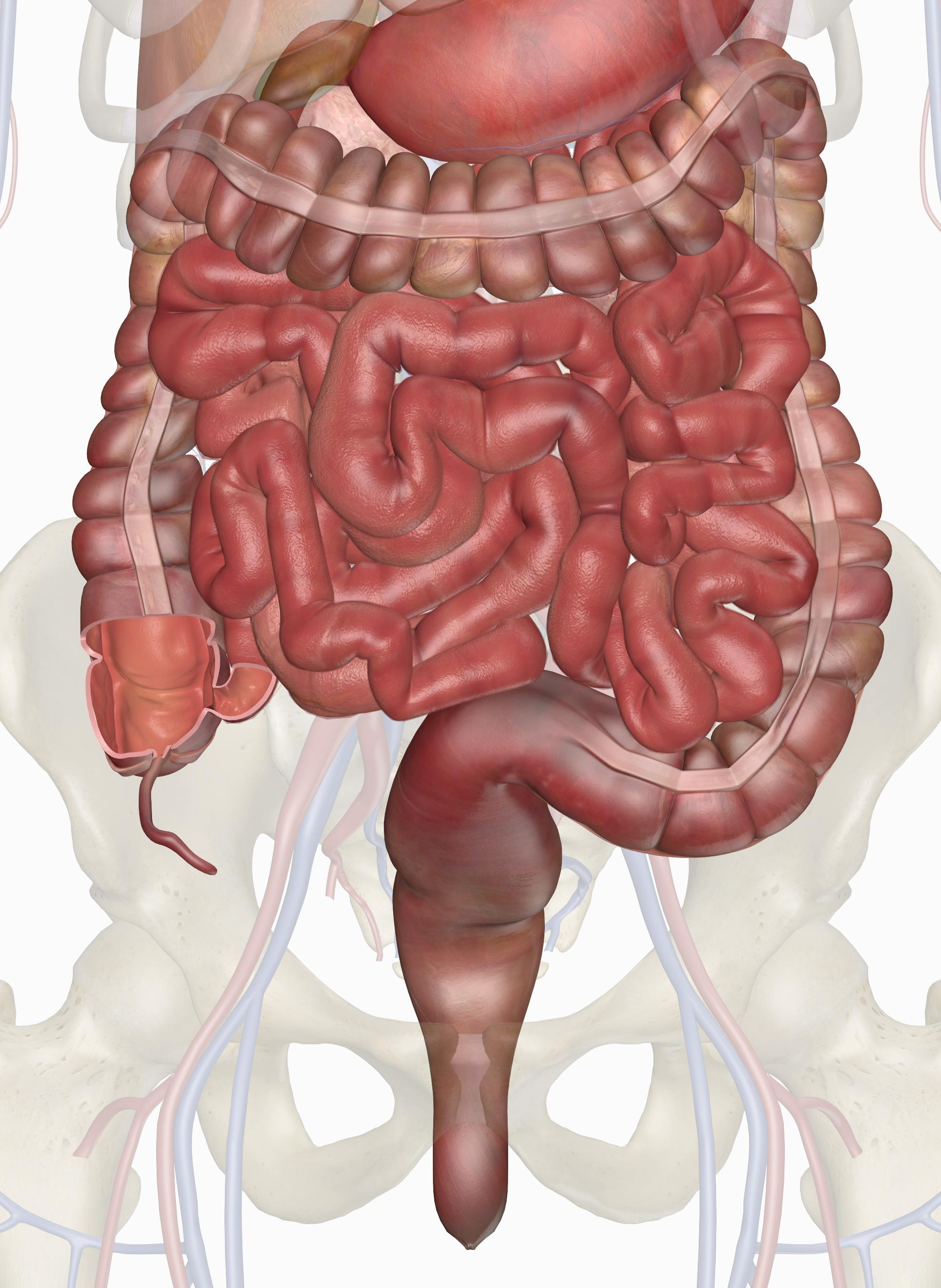 large and small intestine