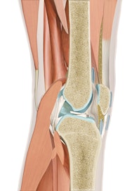 Knee Joint (Cross-section View)