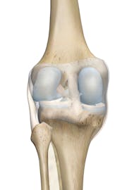 Knee Joint (Posterior View)