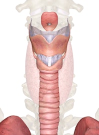 The Larynx