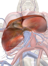 Liver (Inferior View)