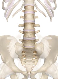 Lumbar Vertebrae (Anterior View)