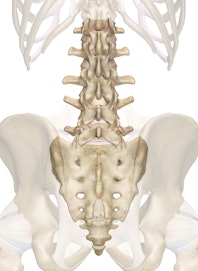 Lumbar Vertebrae (Posterior View)