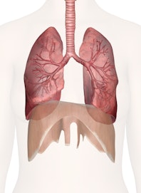 The Human Lungs