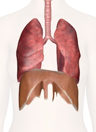 Lungs and Respiratory System of the Chest