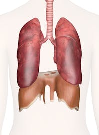 Lungs and Respiratory System of the Chest (Posterior View)
