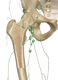 Lymphatic System Marrow Production