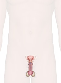 Male Reproductive Organs
