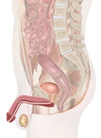 Male Reproductive Organs (Midsaggital Cross-section View)