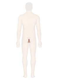 Male Reproductive System (Posterior View)