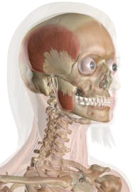 Mastication Muscles