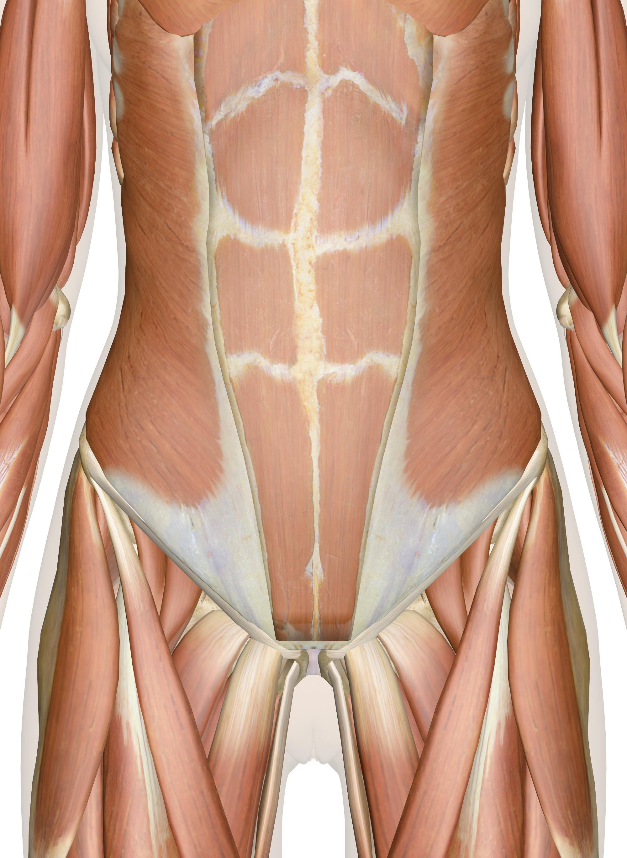 Muscles Of The Abdomen, Lower Back And Pelvis