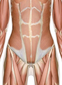 The Muscles of the Abdomen, Lower Back, and Pelvis