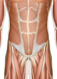 Muscles of the Abdomen, Lower Back and Pelvis (Male View)
