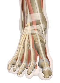 Tibialis Anterior Tendon
