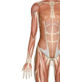 The Muscles of the Arm and Hand