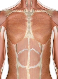 The Muscles of the Chest and Upper Back