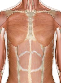 The Muscles of the Chest and Upper Back 3D Anatomy Model