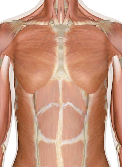 Muscles of the Chest and Upper Back