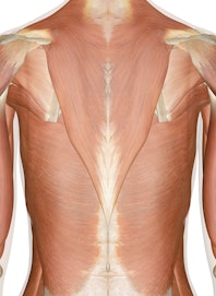 Muscles of the Chest and Upper Back (Posterior View)