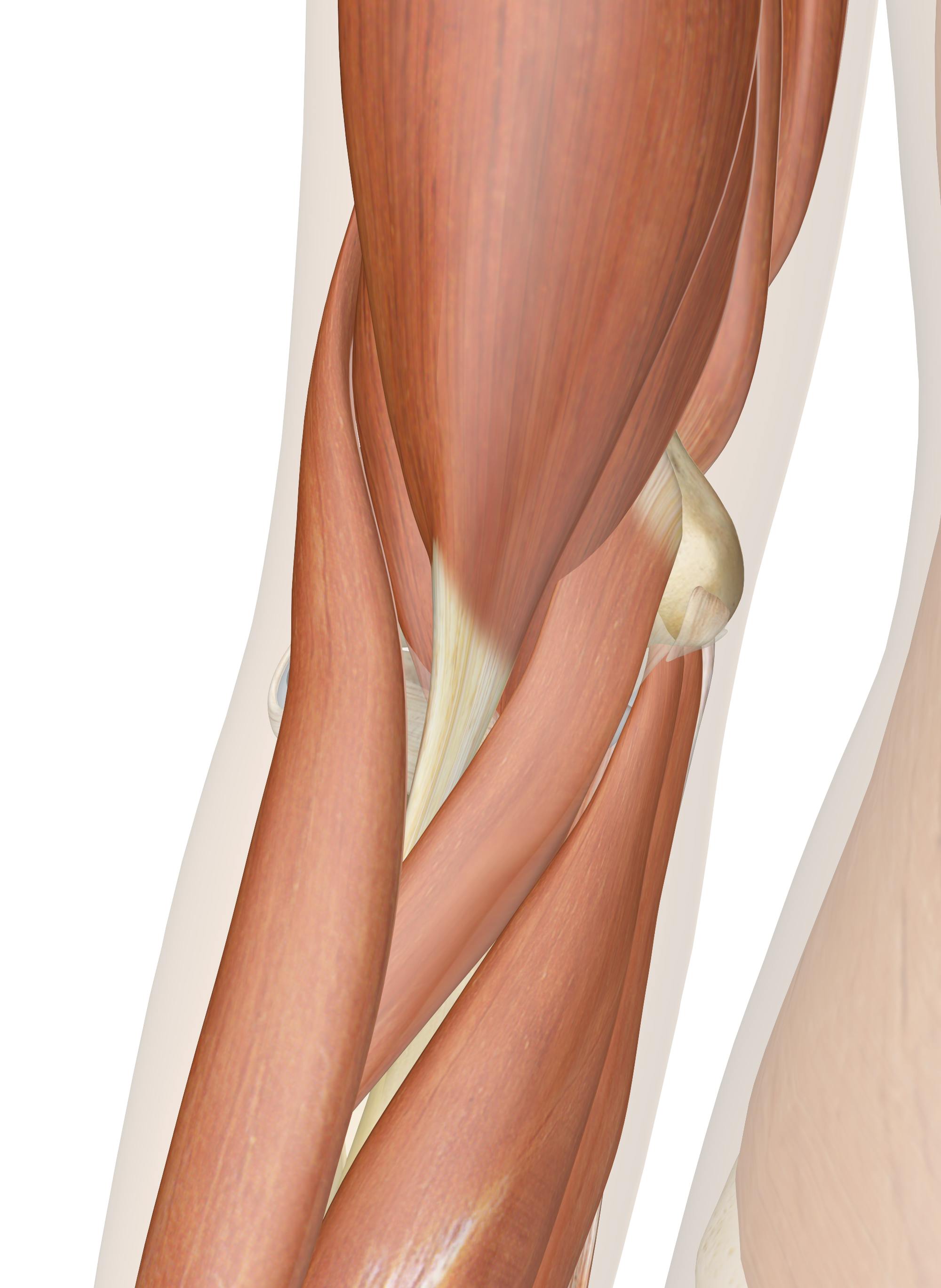 The Muscles Of The Elbow 3d Anatomy Model