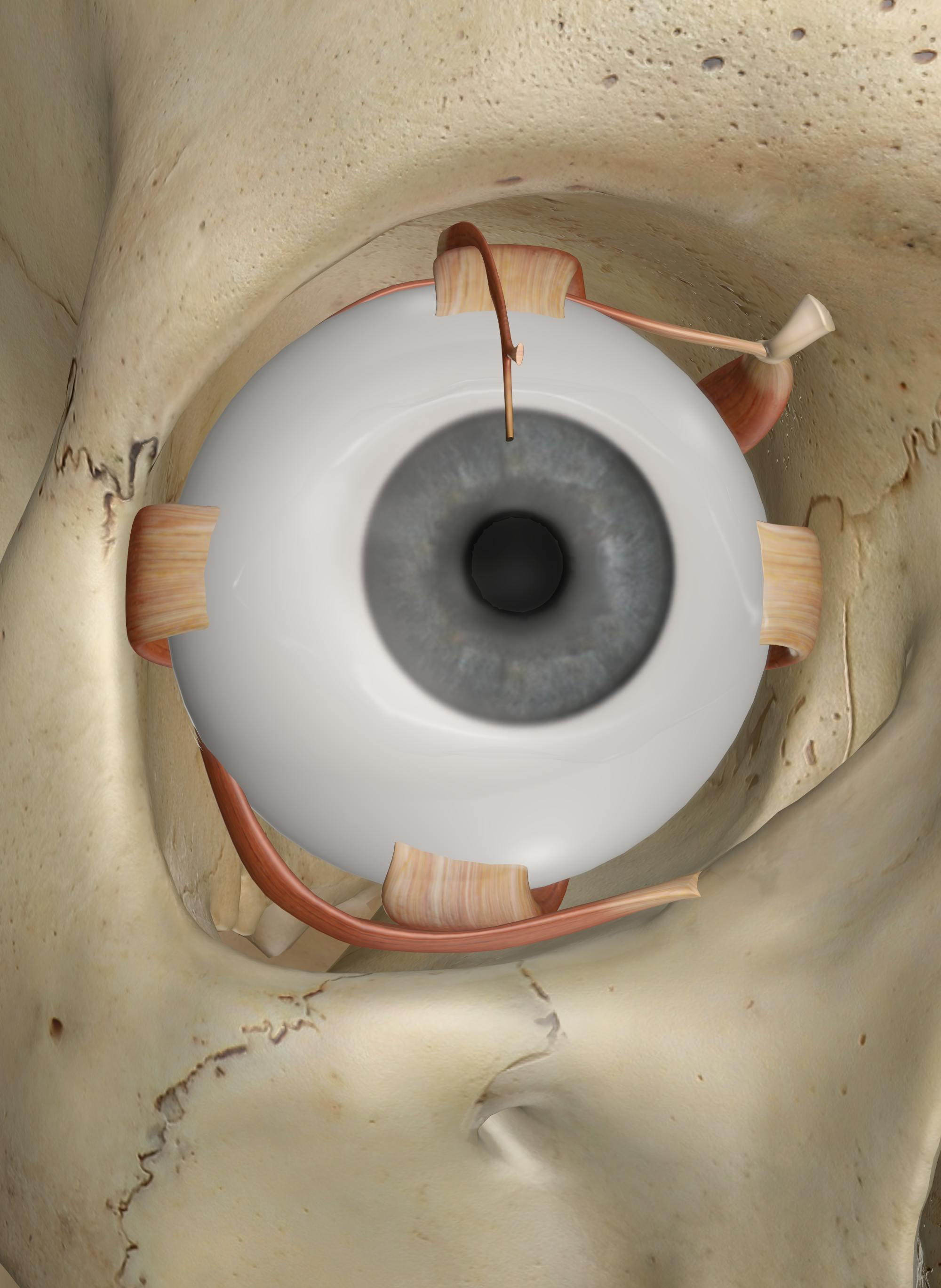 eye muscle anatomy