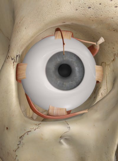 The Muscles of the Eye: Anatomy and 3D Illustrations