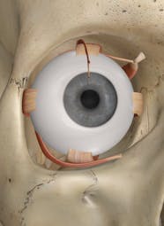 The Muscles Of The Eye Anatomy And 3D Illustrations