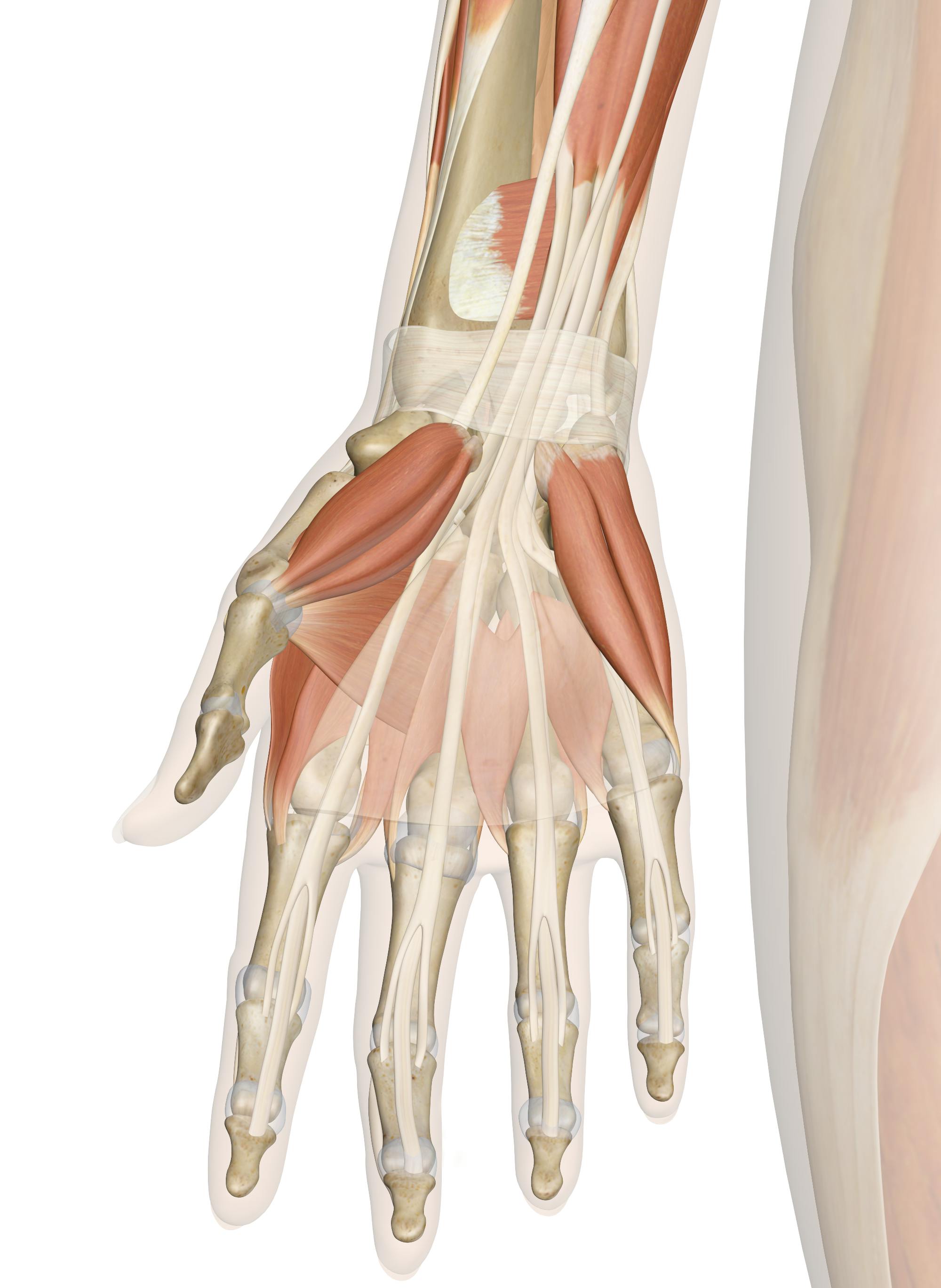 human hand muscles