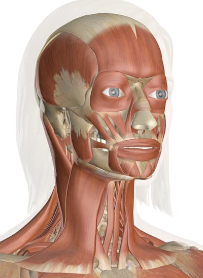 the of and 3D Neck: The Model Anatomy Muscles Head