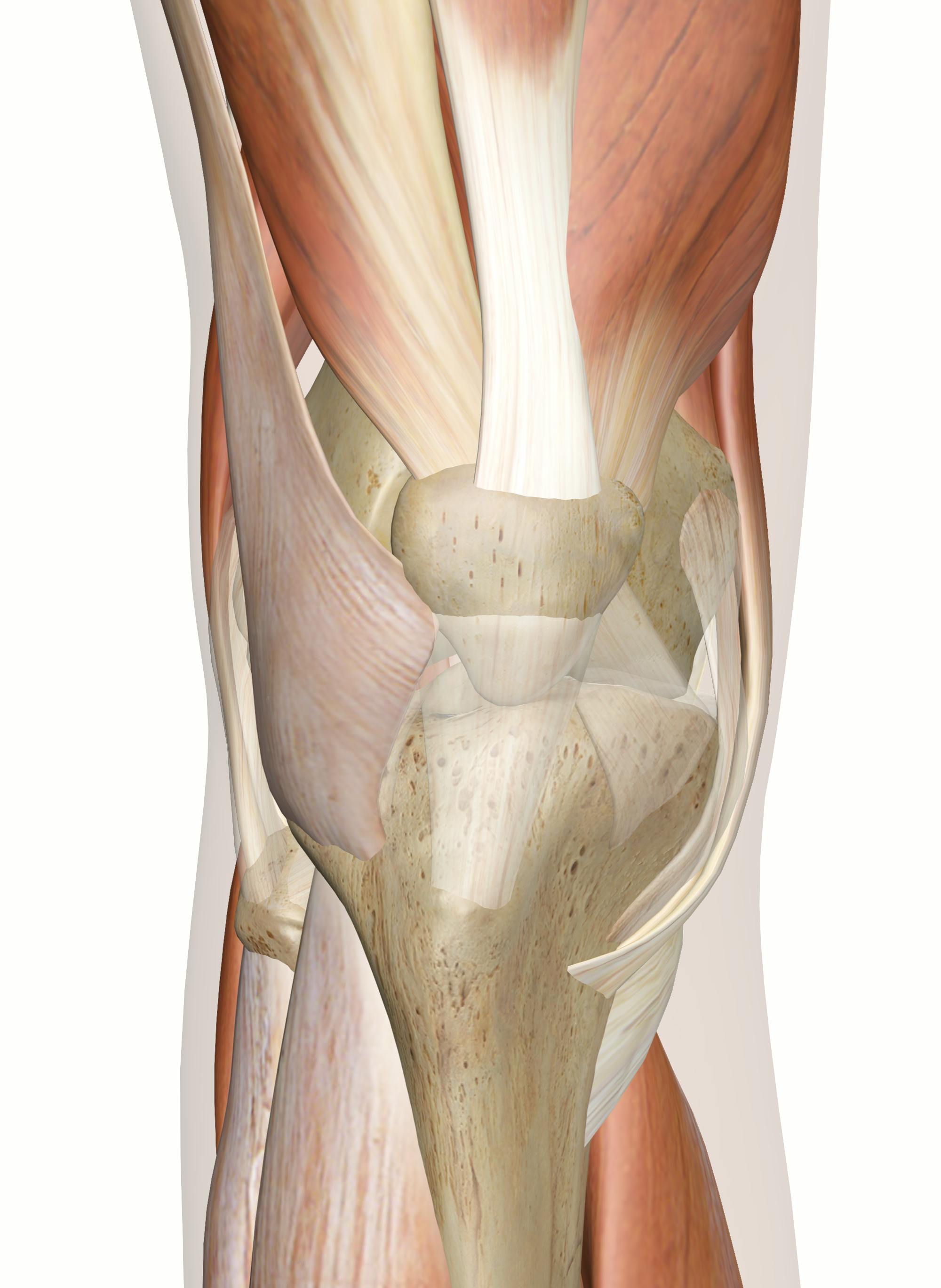 Muscles Of The Knee - Anatomy Pictures And Information