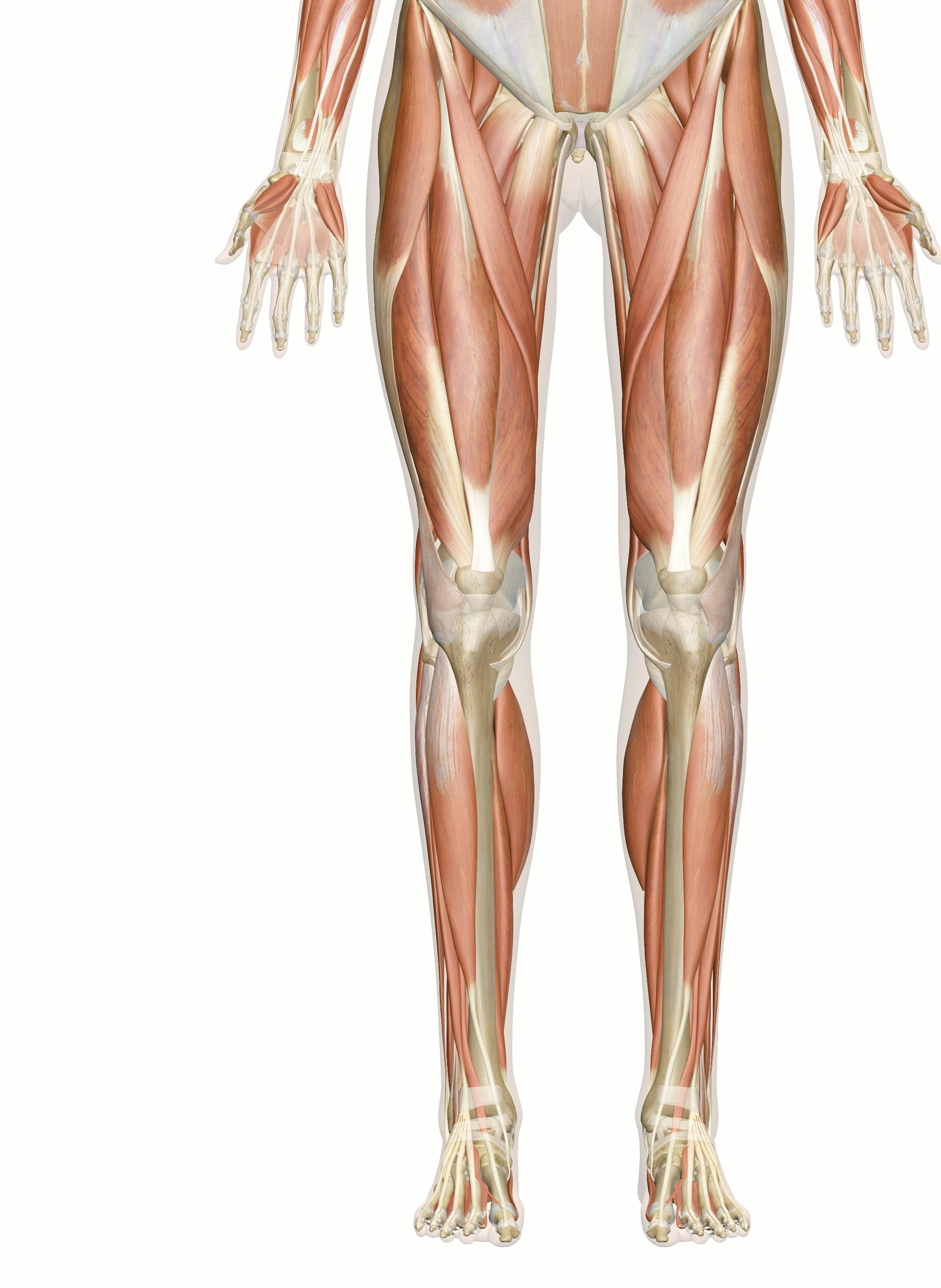 Muscles of the Pelvic Girdle & Lower Limbs: Structure, Movement