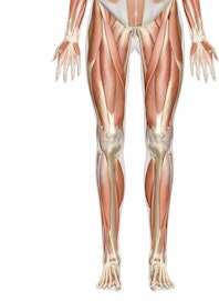 The Muscles of the Leg and Foot