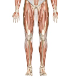 Muscles of the Leg and Foot (Male View)