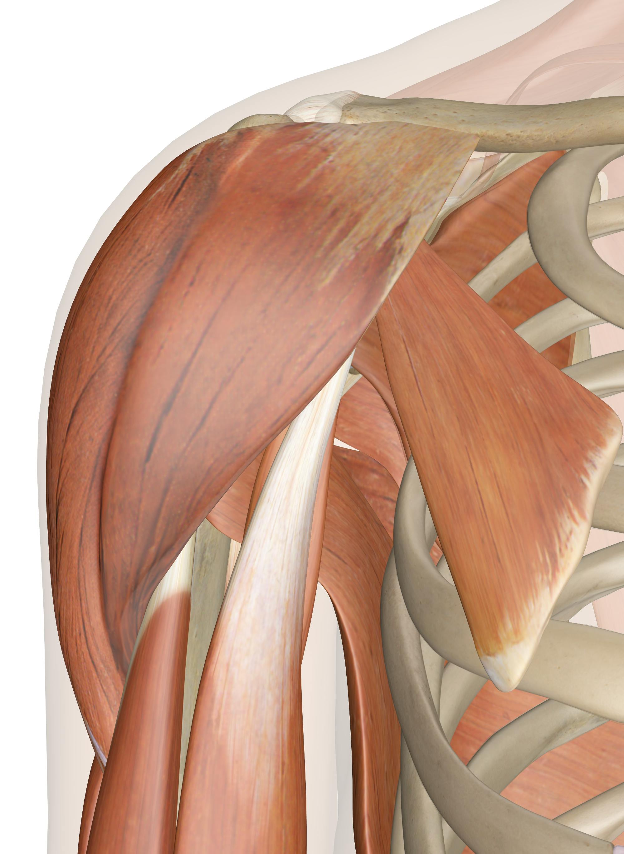 Muscles of the Shoulder - Anatomy Pictures and Information