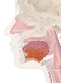 Muscles of the Tongue