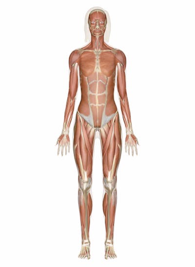 A 3D Illustration of a Female Body Showcasing Three Different Body