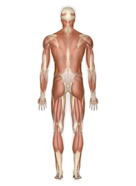 Muscular System (Male Posterior View)