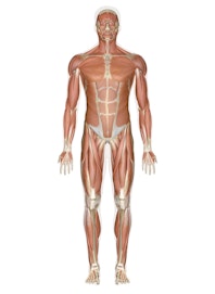 Muscular System (Male View)