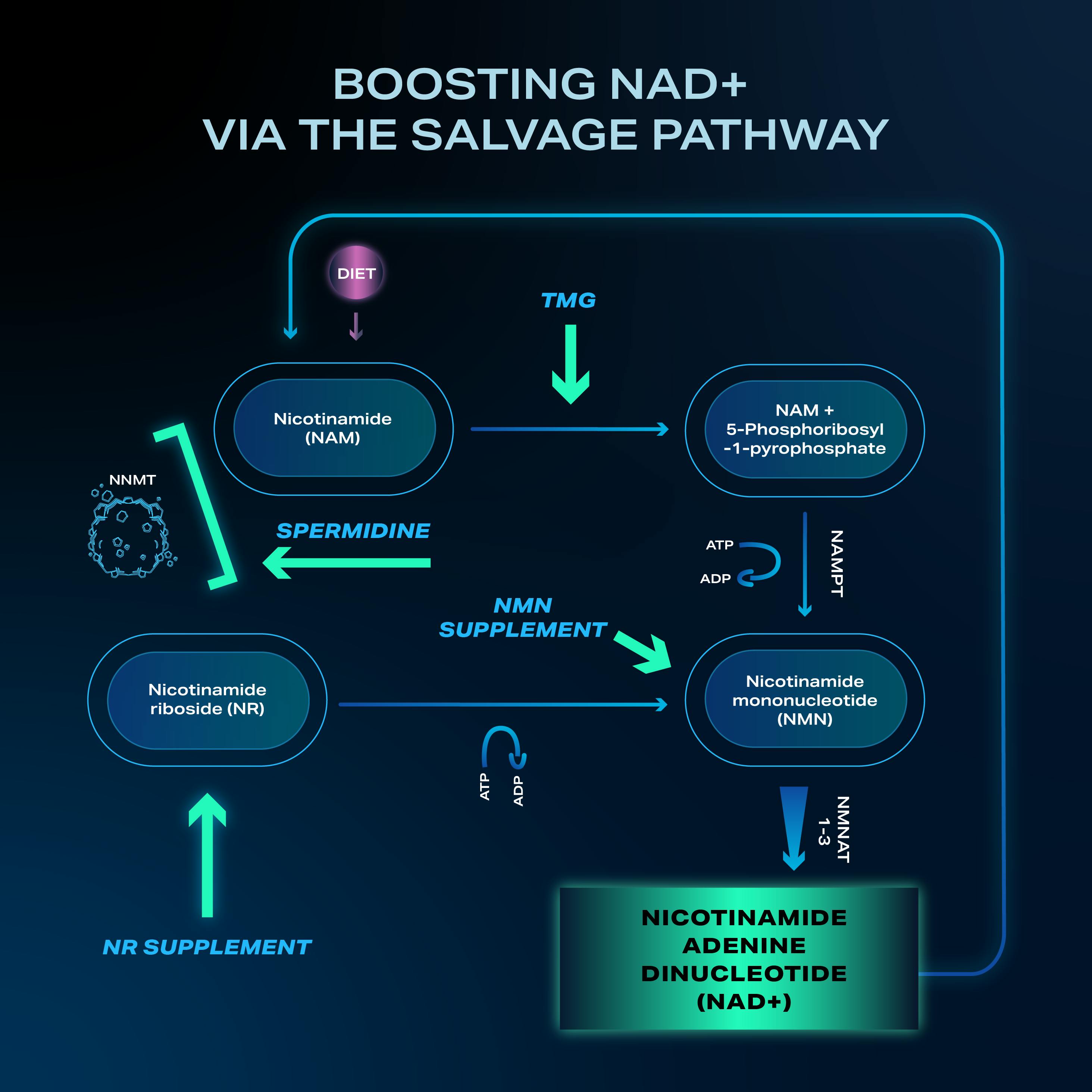 The Role Of TMG And Spermidine In The Salvage Pathway