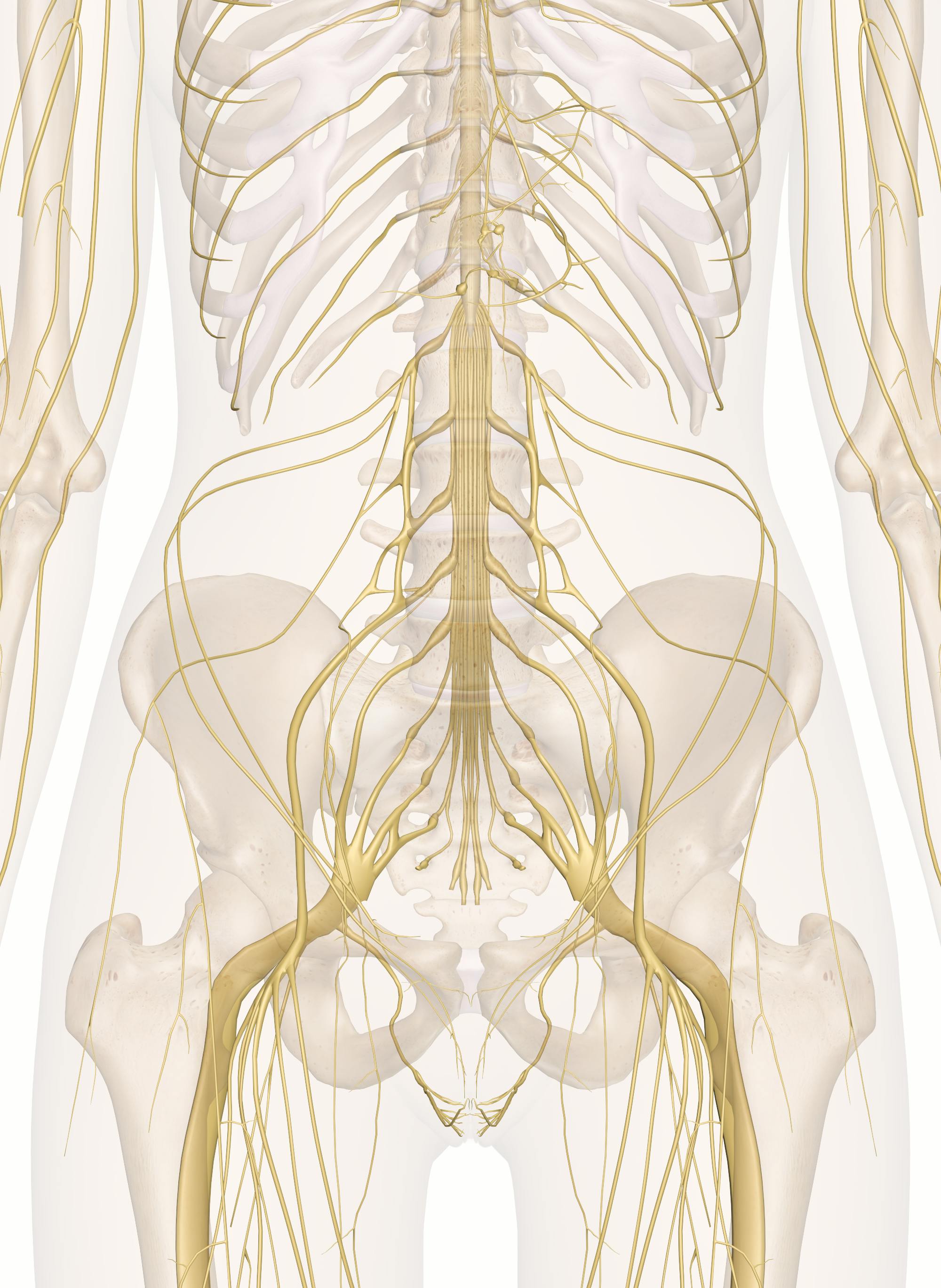 The Bones of the Pelvis and Lower Back: 3D Anatomy Model